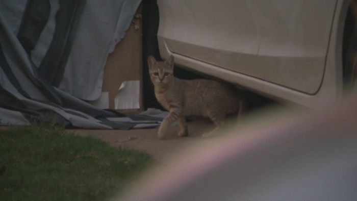 Family searching for solutions after feral cats swarm Atascocita South neighborhood