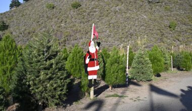 What to do with your Christmas tree after the holiday: Recycling, disposal, more