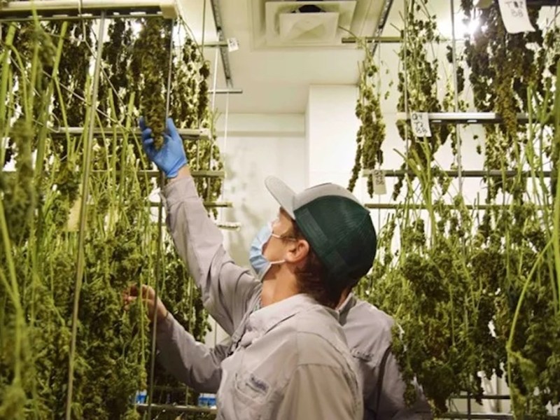 Texas’ medical cannabis program tentatively approves 9 new providers