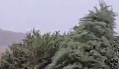 Here’s how to recycle Christmas trees, lights in San Antonio