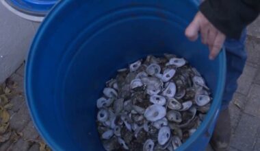 San Antonio restaurant joins oyster shell recycling initiative to restore Texas reefs