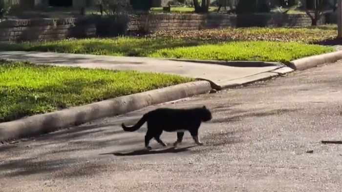 Why many Harris County residents say they have little help with feral cat colonies