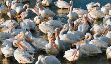 Flocking together - Port Aransas South Jetty