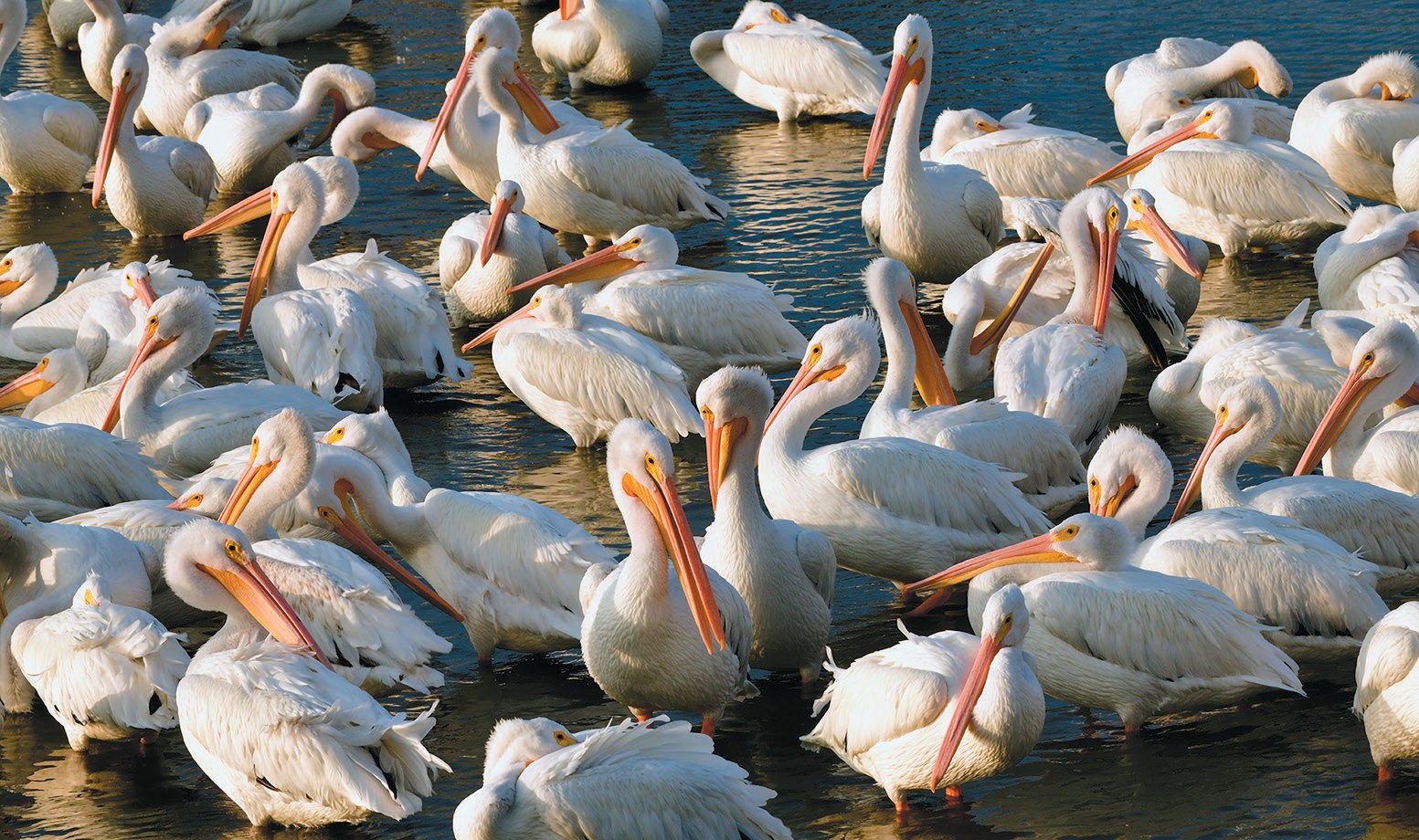 Flocking together - Port Aransas South Jetty