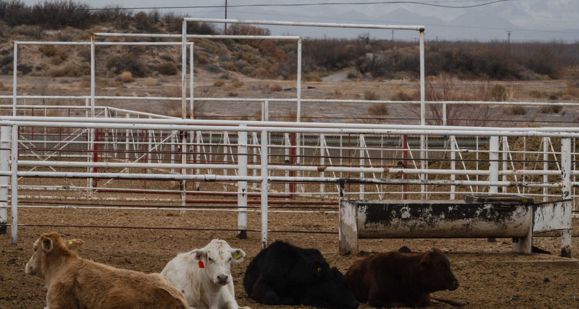 Texas screwworm plan draws ire from cattle industry