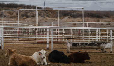Texas screwworm plan draws ire from cattle industry