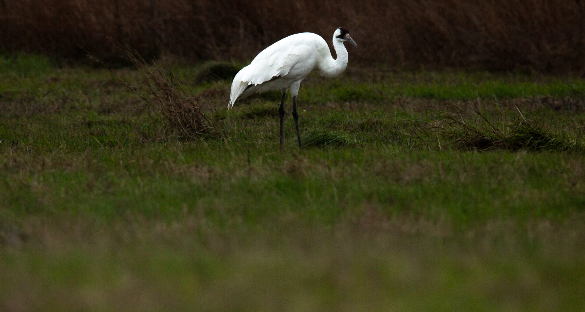 Conservation groups buy Texas land for whooping crane habitat