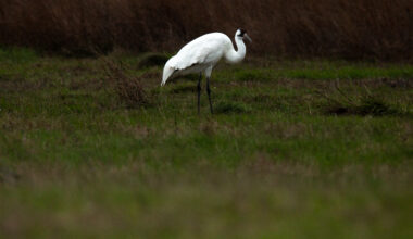 Conservation groups buy Texas land for whooping crane habitat