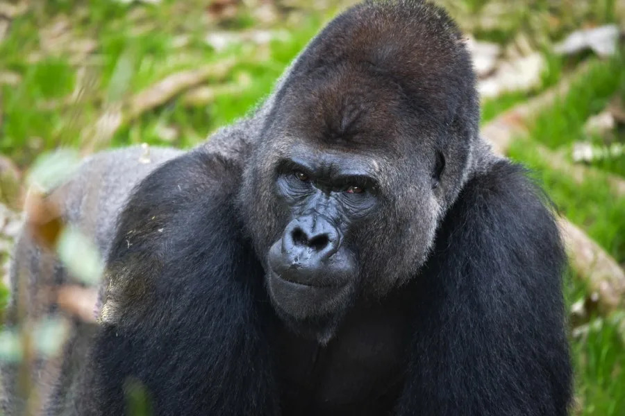 A photo of Ajari, a gorilla at the San Antonio Zoo. (San Antonio Zoo Photo)