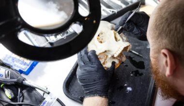 Dallas implant designer channels artistic talent to repair mangled skulls and jaws