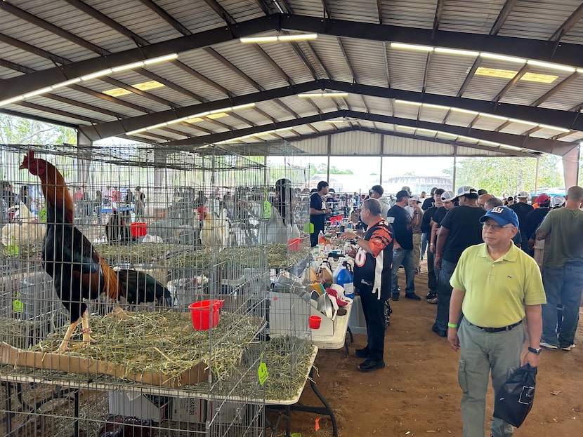 Visitors browse hats, shirts and roosters for sale at El Gallo Show Worldwide in Cleveland...