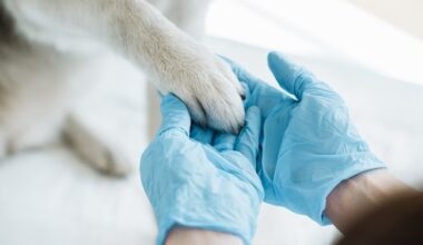 veterinarian holds a dog's paw