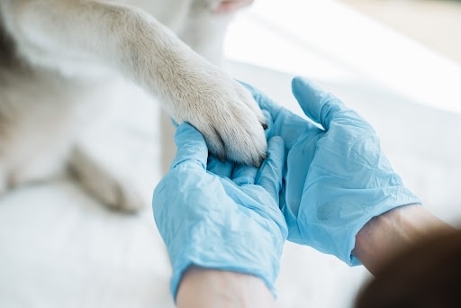 veterinarian holds a dog's paw