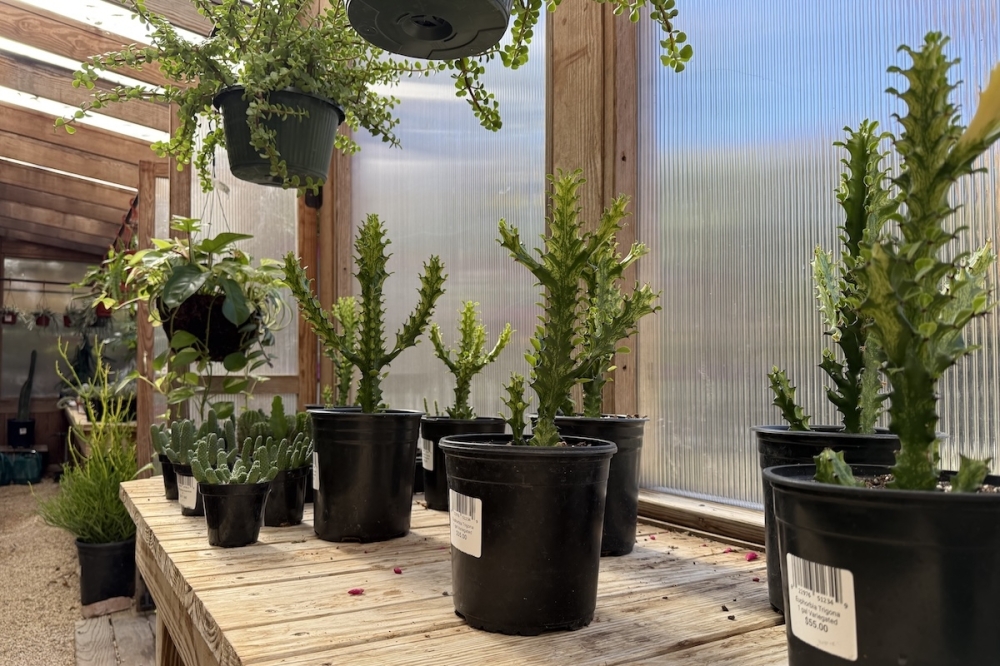 The local nursery offers a variety of plants, ranging from tropical houseplants to an eclectic mix of cacti and succulents. (Andrew Creelman/Community Impact)