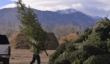 Where to recycle your tree after Christmas in El Paso County