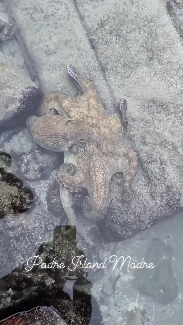 Beachcomber has rare encounter with octopus in Texas