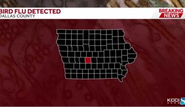 Bird flu confirmed in Dallas County backyard flock