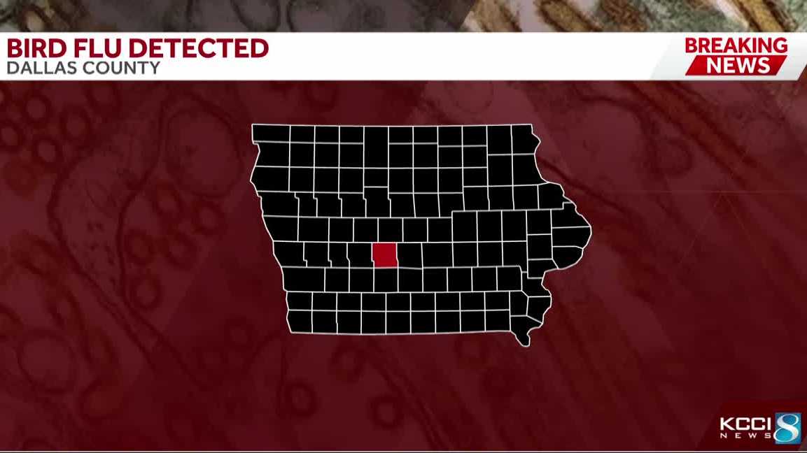 Bird flu confirmed in Dallas County backyard flock