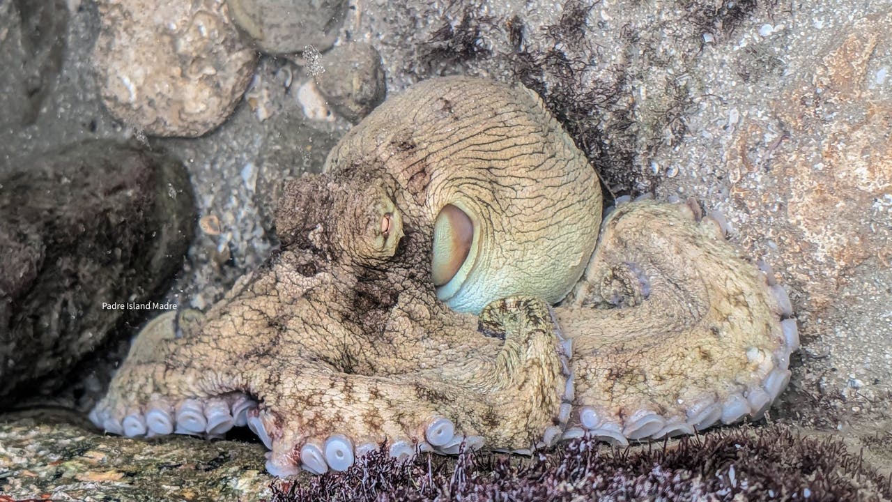 Rare sighting of octopus caught on camera in Texas