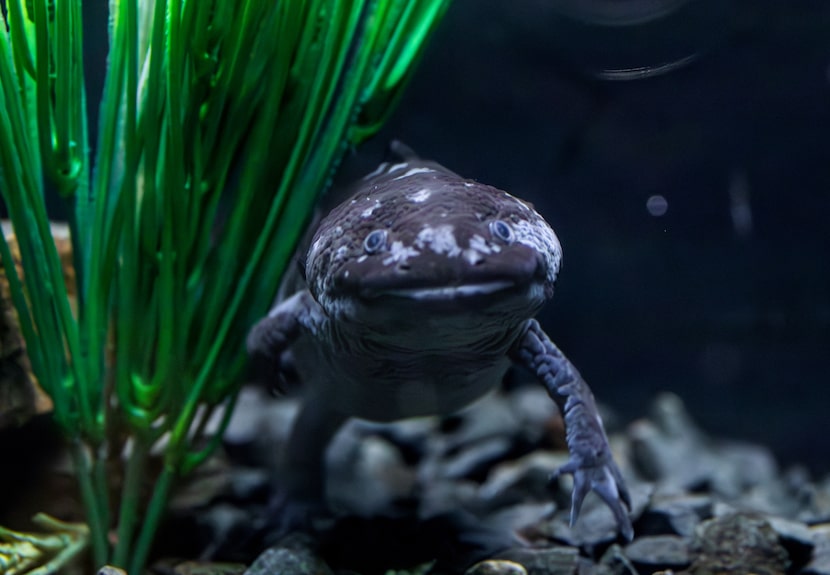 An axolotl at the Dallas Zoo.