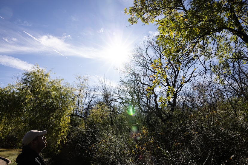 Christopher Morris, an urban biologist with Dallas Parks and Recreation Department, looks up...