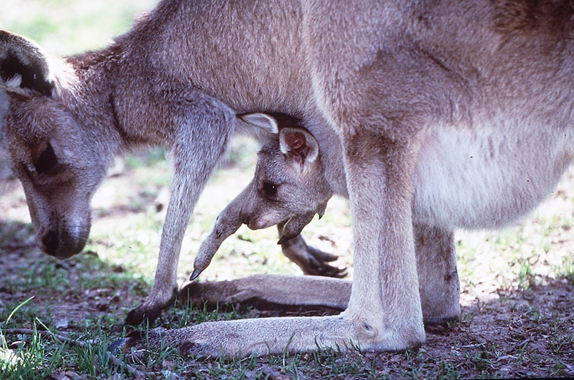An undated photo shows a red kangaroo carrying an infant in her pouch at the Fort Worth Zoo.