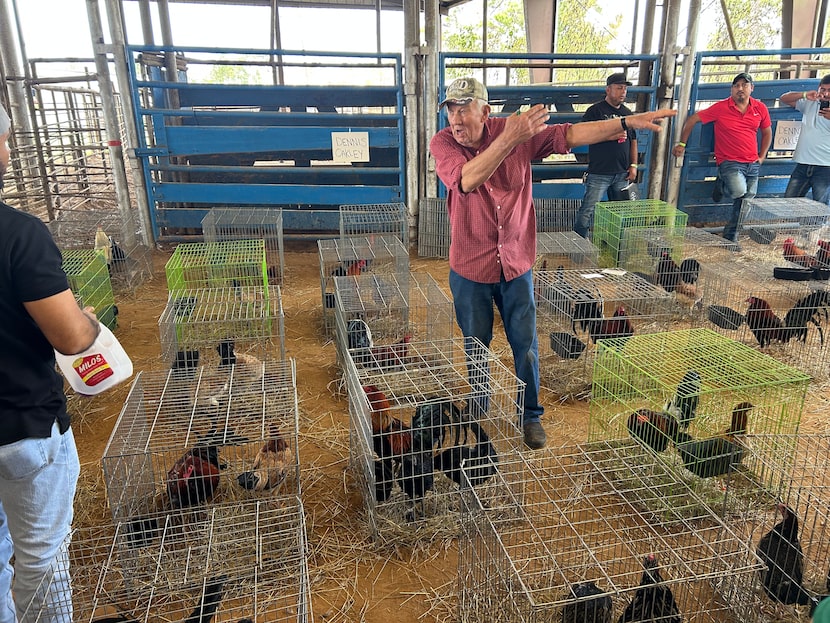 Dennis Oakley of Florence, Alabama, sells roosters at El Gallo Show in Cleveland, Texas. He...