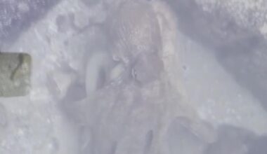 Octopus spotted along Padre Island beach stuns beachgoers