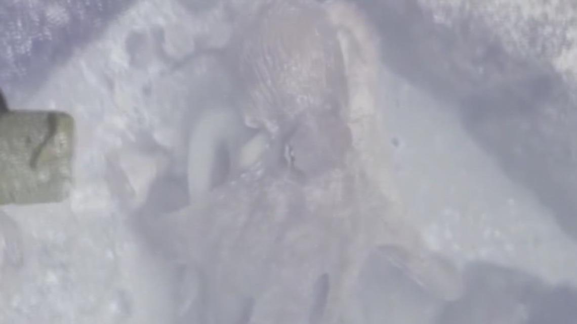 Octopus spotted along Padre Island beach stuns beachgoers