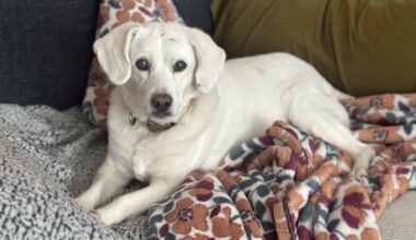 Dog seized from NE Side home after animal cruelty case adopted by Iowa family, BCSO says