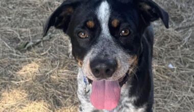 Friends For Life Pet of the Week: Echo | Community