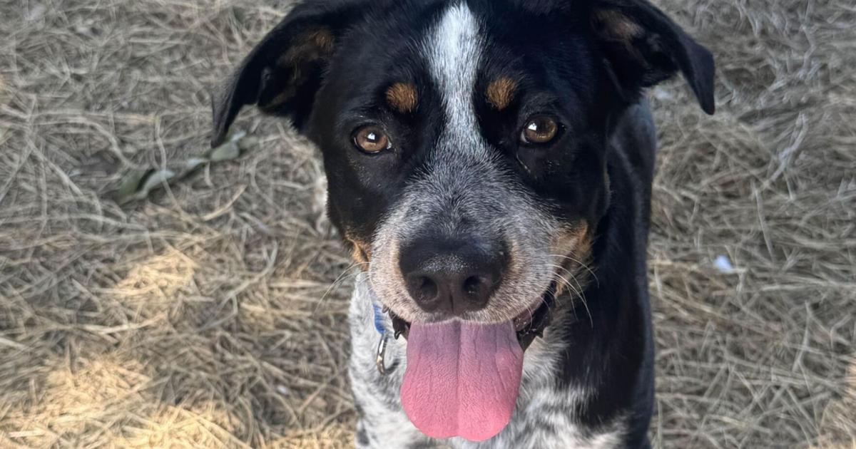 Friends For Life Pet of the Week: Echo | Community