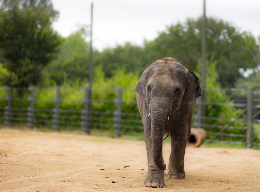 Brazos is a 4-year-old Asian elephant at the Fort Worth Zoo. It announced in October 2024...