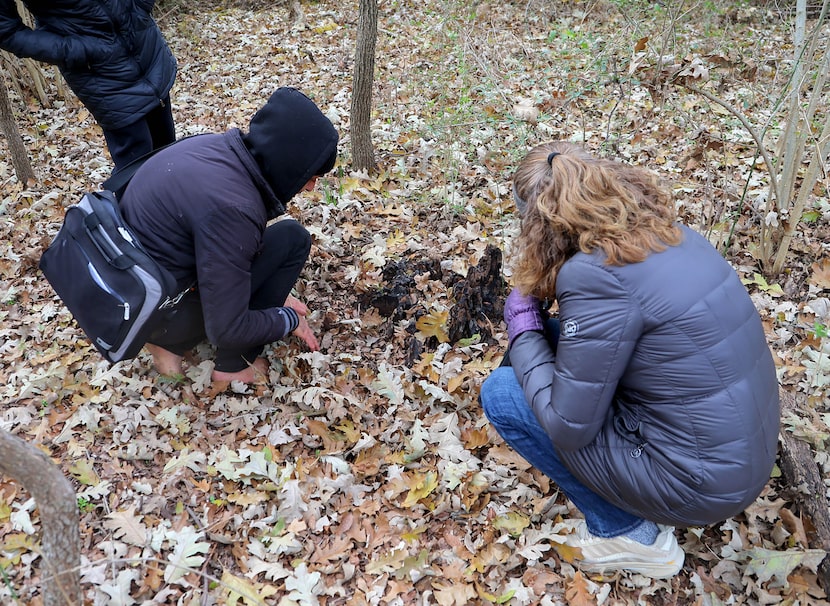 Sebastian Tabibi (L) guides an attendee of the foraging walk as they search for mushroom...