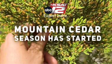 ACHOO! Mountain Cedar season has begun for San Antonio 🤧