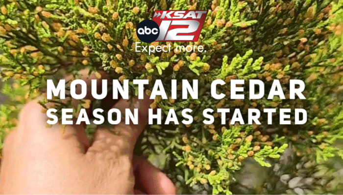 ACHOO! Mountain Cedar season has begun for San Antonio 🤧