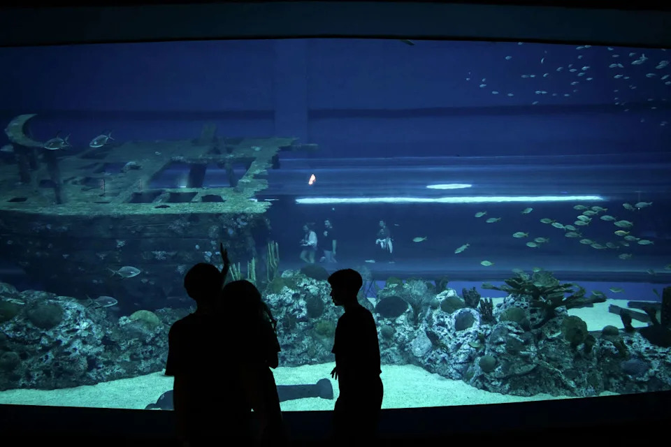 Children watch fish swim Thursday, Nov. 16, 2023, at the Texas State Aquarium in Corpus Christi. (Jon Shapley/Staff photographer)