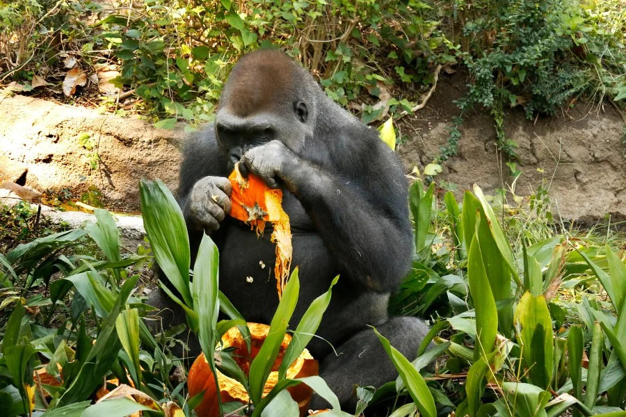 A photo of Shana, a bachelor male gorilla at the San Antonio Zoo. (San Antonio Zoo Photo)