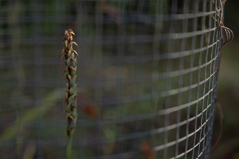 A Nodding Ladies’ Tresses orchid is seen at the Oakland Cemetery Nov. 25, 2025 in South...