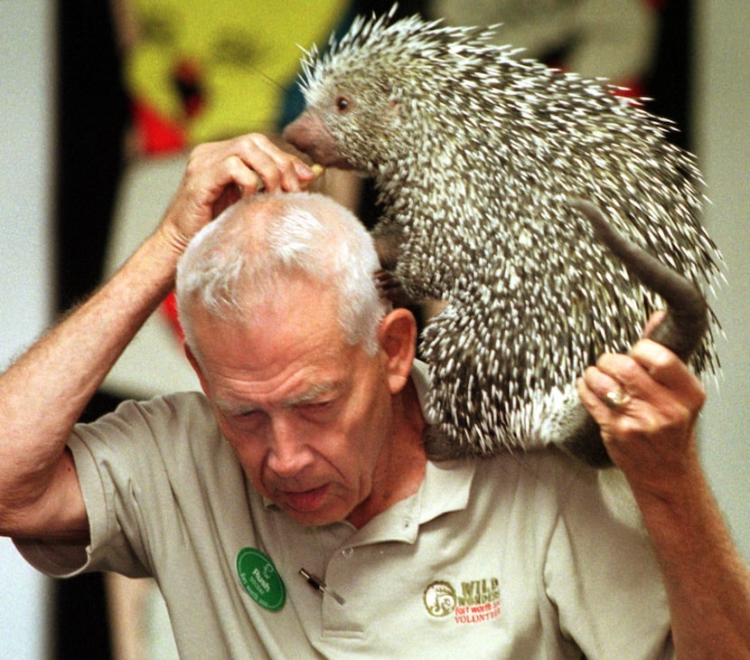 In an undated photo, a Fort Worth Zoo staff member tries to feed Felix the porcupine while...