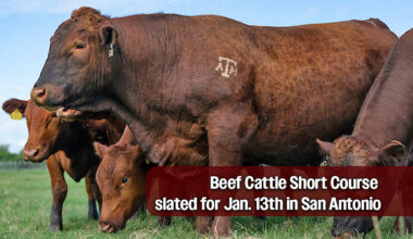 Beef Cattle Short Course slated for Jan. 13th in San Antonio