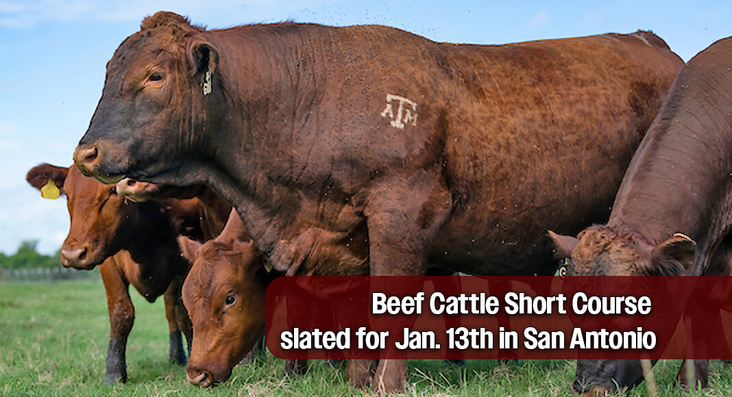 Beef Cattle Short Course slated for Jan. 13th in San Antonio