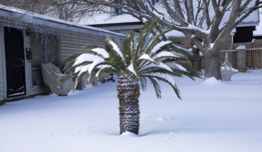 Get Prepped for Winter Weather • The Austin Chronicle