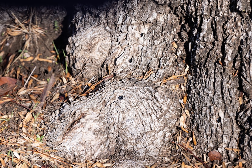 Treatment ports, or small holes, are seen near the base of an ash tree on Tuesday, Nov. 25,...
