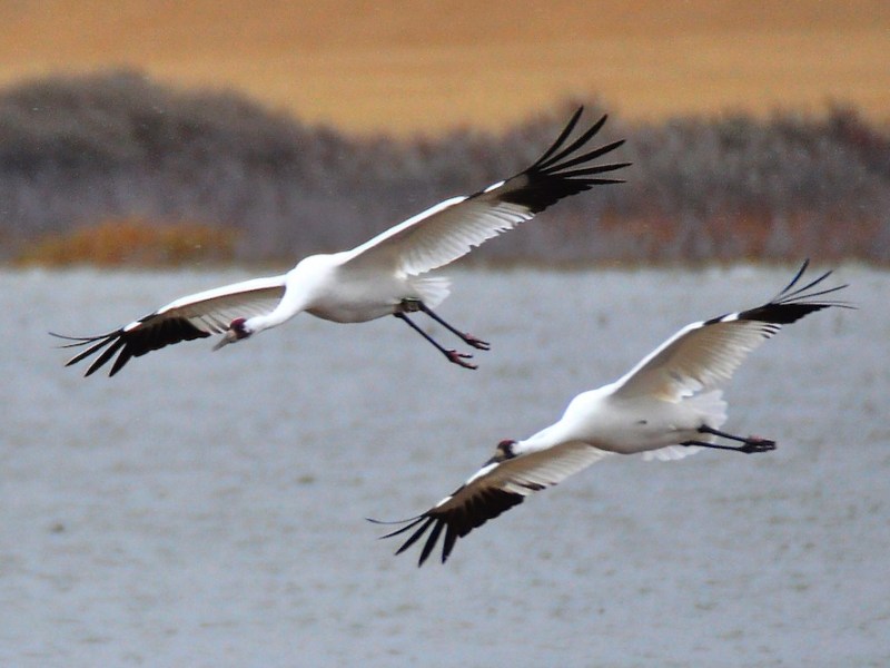 The world’s last flock of wild whooping cranes gets more living space in Texas
