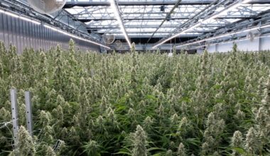 How criminals use Oklahoma growers to flood North Texas with black-market weed