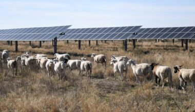Texas makes clean power breakthrough as solar output overtakes coal