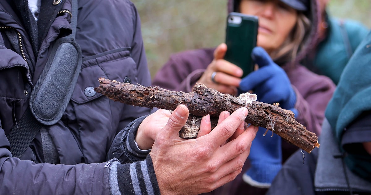 Nature-curious North Texans discover world of fungi in Arlington mushroom foraging event