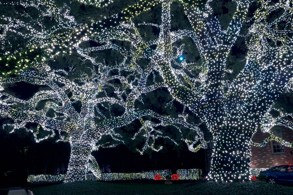 Image shows giant trees in River Oaks adorned in Christmas lights.