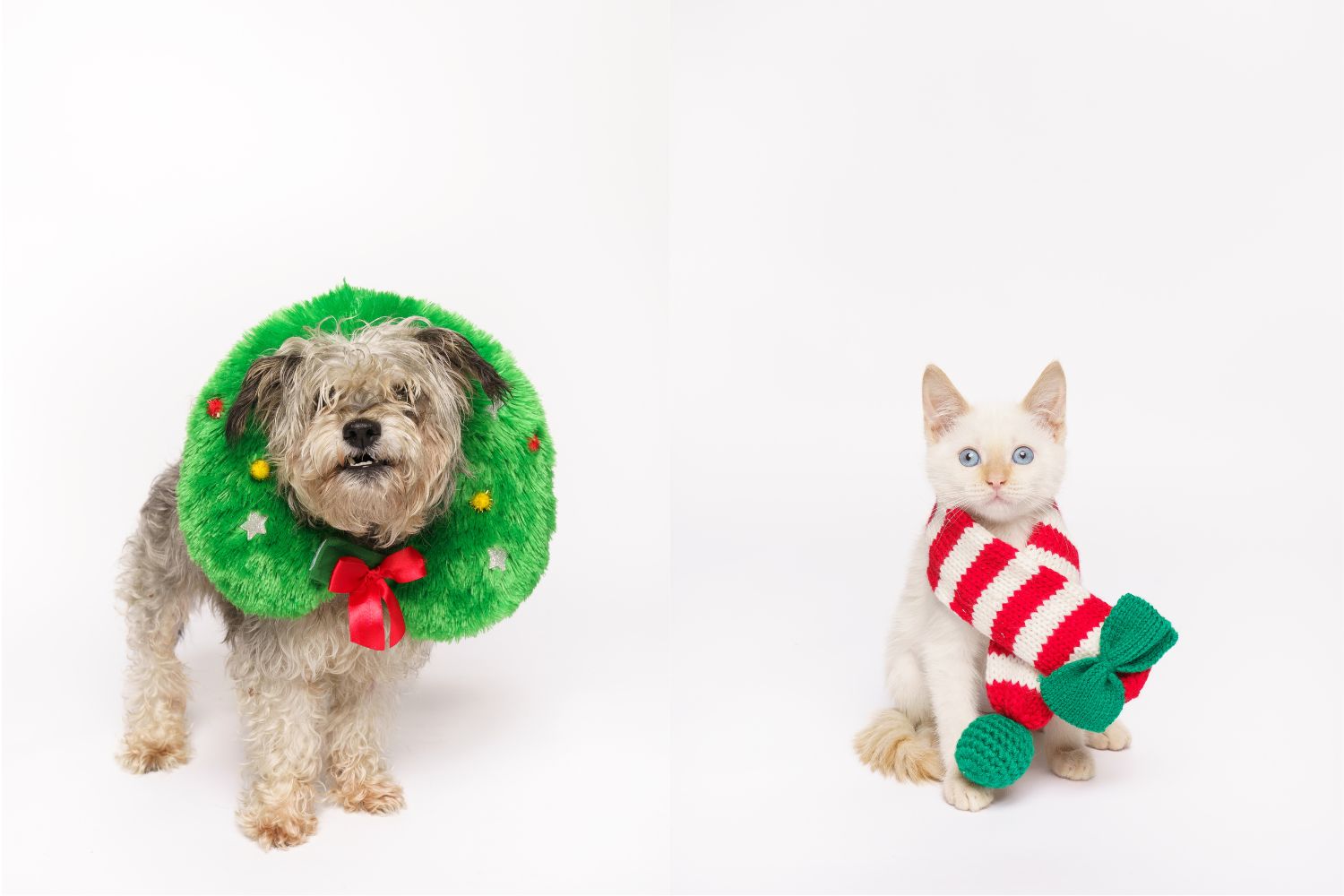 Fur Friday: Warm and fuzzy pets embody holiday cheer for Fort Worth-area families who adopt